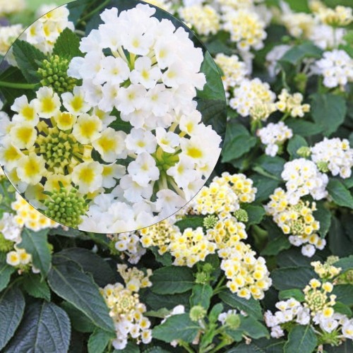Lantana 'Trinidad White' - Lantaan 'Trinidad White' P9/0,55L  